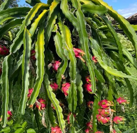 ペンション Pousada Rural Ouro Verde