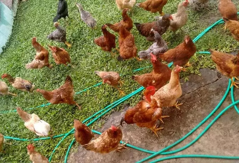 ペンション Pousada Rural Ouro Verde