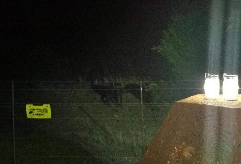 بنسيون Game View Lodge