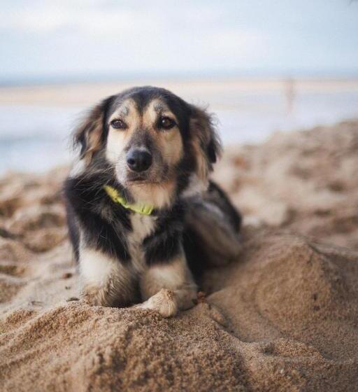 پانسیون Pousada Pouso Da Maré