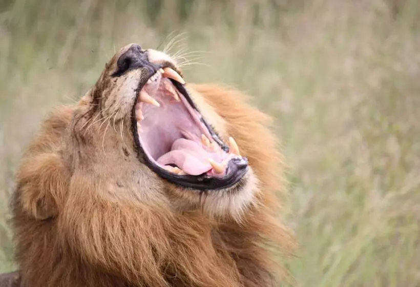 Retkeilymaja Thokozani Lodge