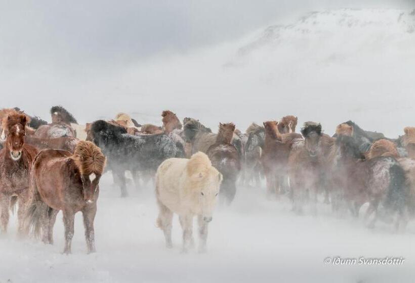 پانسیون Syðraskorðugil Guesthouse