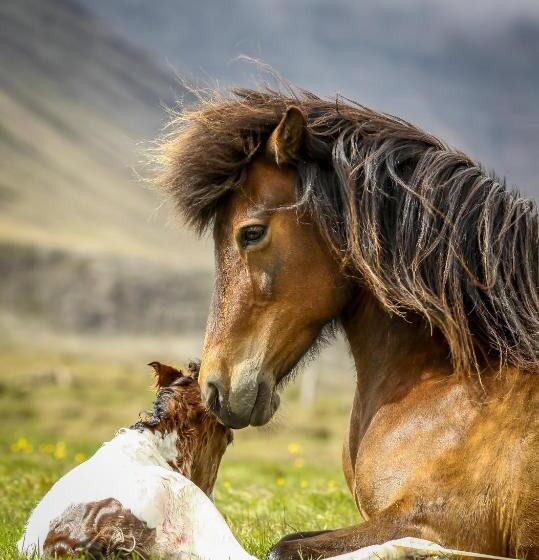 پانسیون Syðraskorðugil Guesthouse