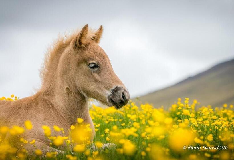 پانسیون Syðraskorðugil Guesthouse