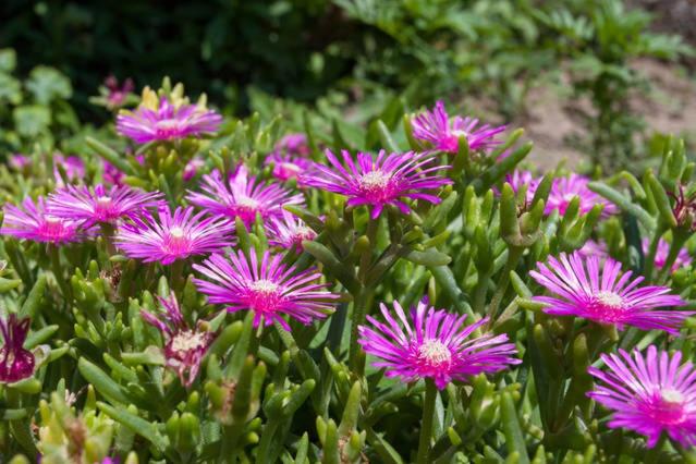 پانسیون Villa Ella