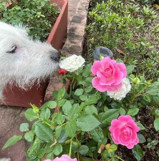 ペンション Pousada Tarumim