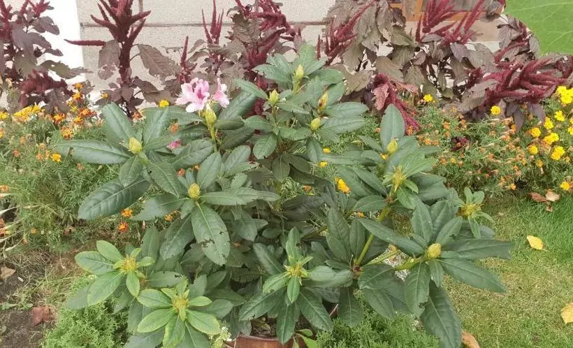 ペンション Kyurkchievi Guest House