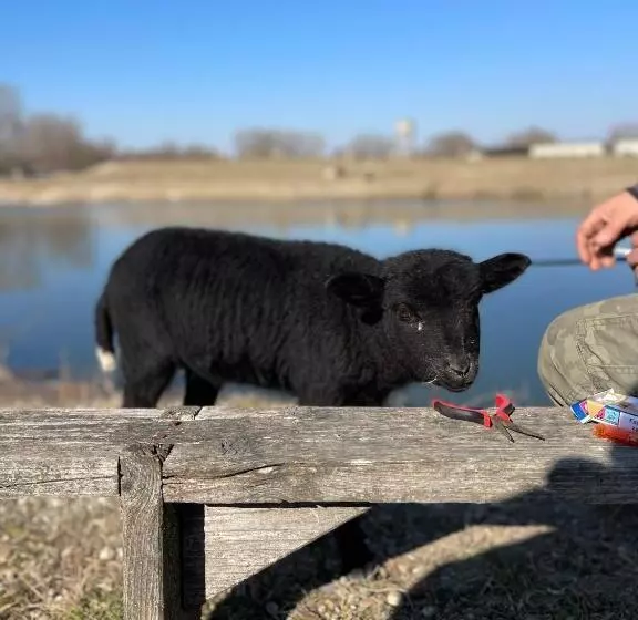 پانسیون Divá Kačica Restaurant & Pansion