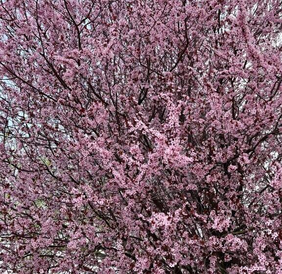 بنسيون Divá Kačica Restaurant & Pansion