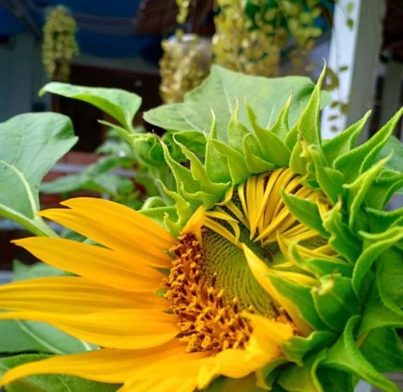 La Fusion Garden Resort  Hostel