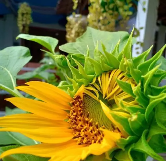 La Fusion Garden Resort  Hostel