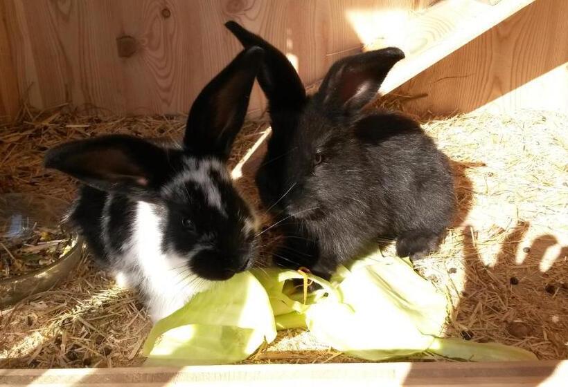 ホテル Biobauernhof Aslgut