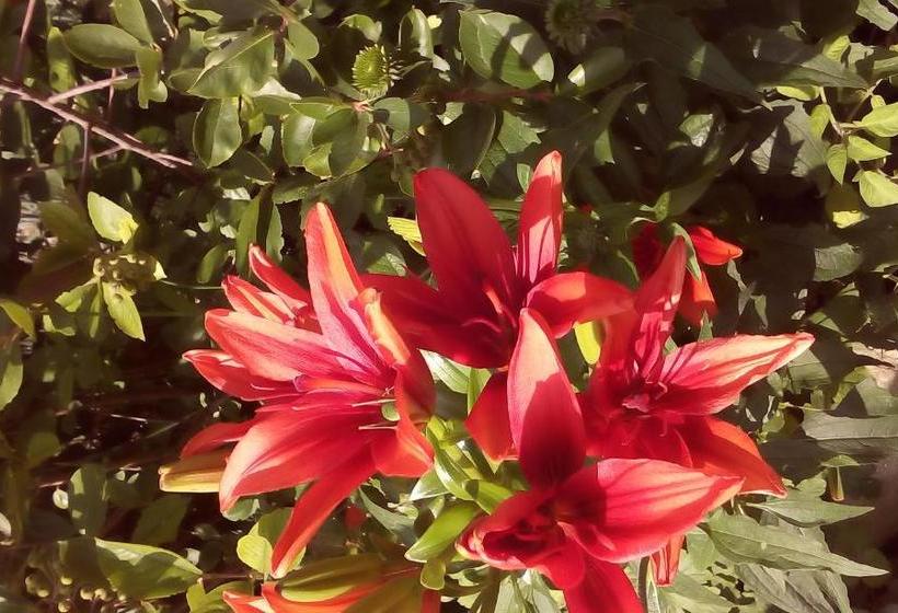 펜션 House Of Flowers