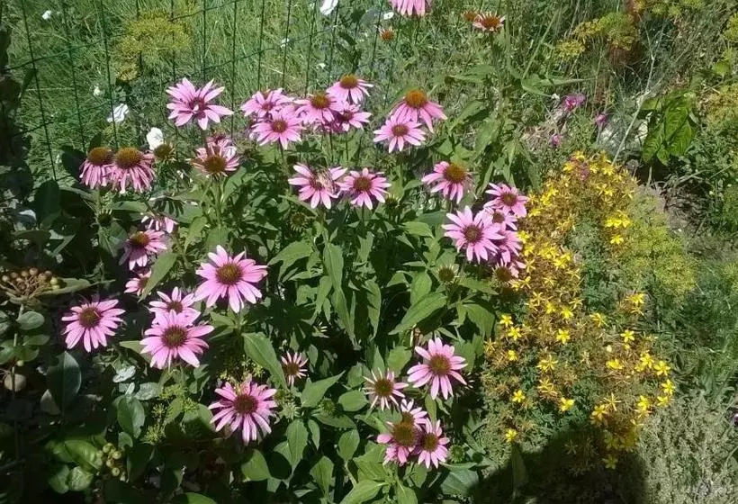 ペンション House Of Flowers