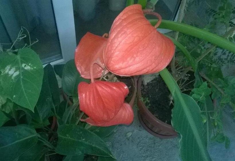 펜션 House Of Flowers