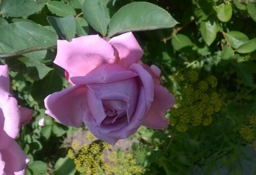 펜션 House Of Flowers