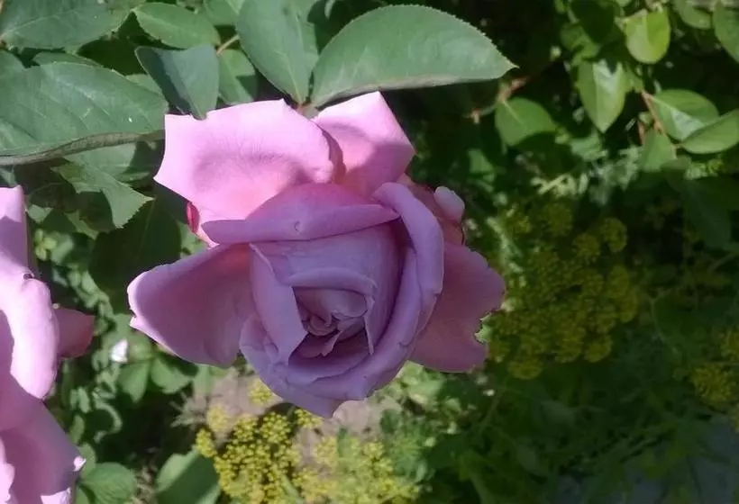 ペンション House Of Flowers