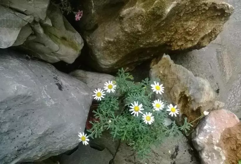 ペンション House Of Flowers