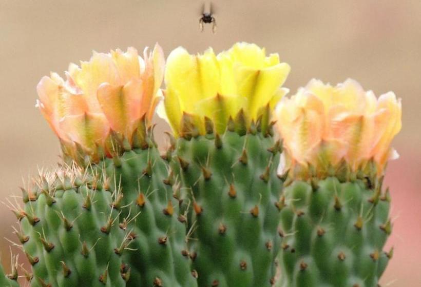 Panzió Pousada Fazenda São Luiz