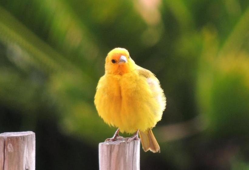Panzió Pousada Fazenda São Luiz
