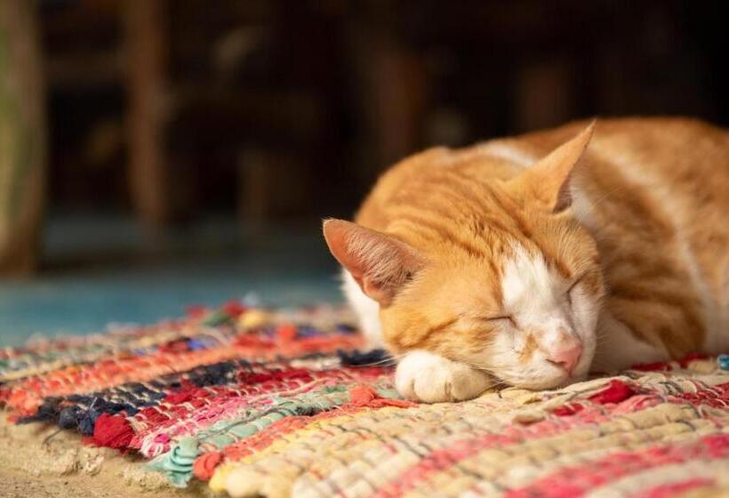 پانسیون Casa Surf Mar Azul