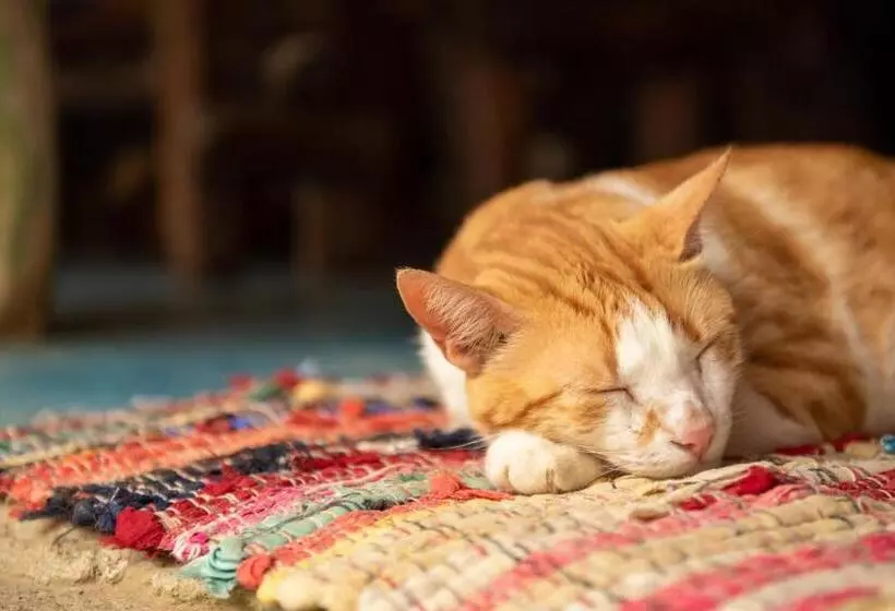 Majatalo Casa Surf Mar Azul