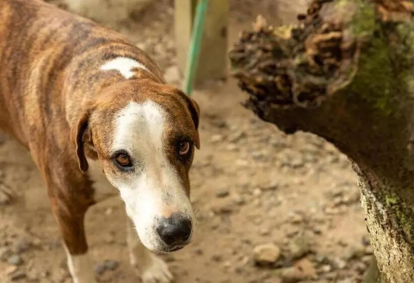 Majatalo Casa Surf Mar Azul