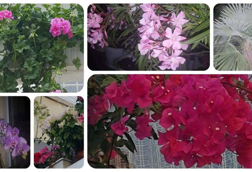 پانسیون Guest House Margarita