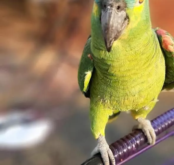 ペンション Pousada Pé Da Serra