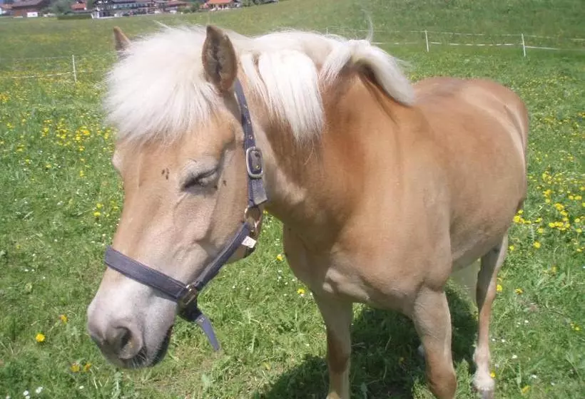 Hotelli Schneiderhof