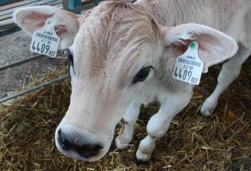 فندق Schneiderhof