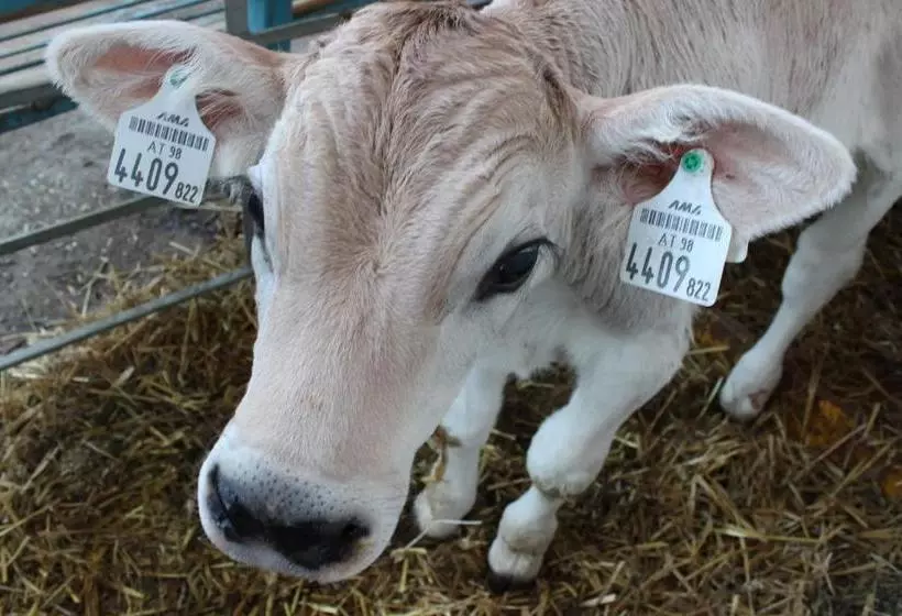 Hotelli Schneiderhof