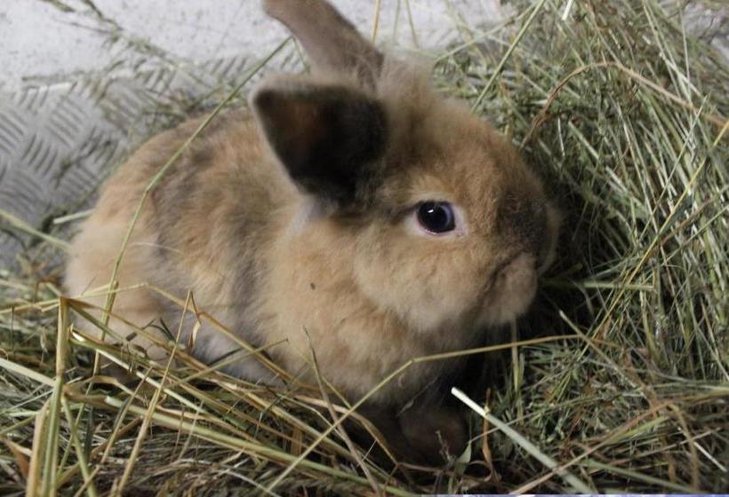 فندق Schneiderhof