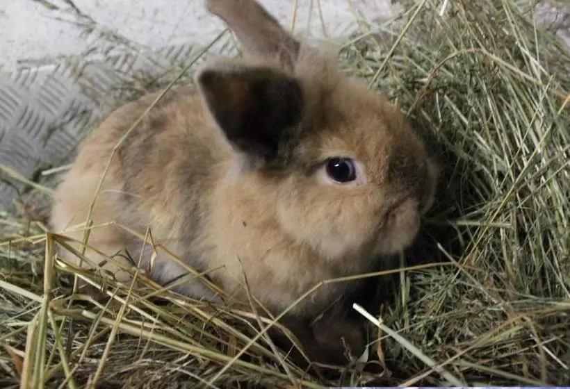 Hotelli Schneiderhof