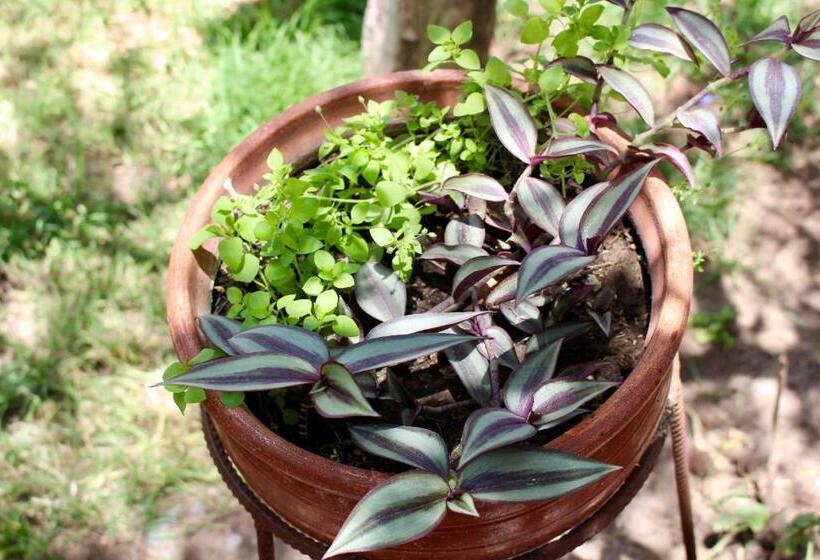 فندق صغير Rochabus