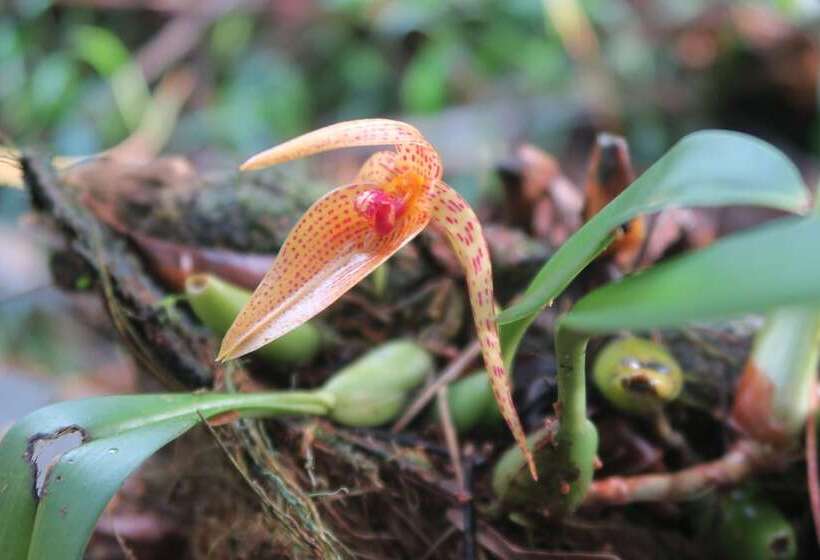 بنسيون Bukit Raya Guesthouse