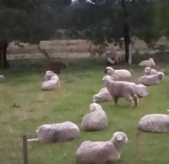 ペンション Pousada Do Pampa