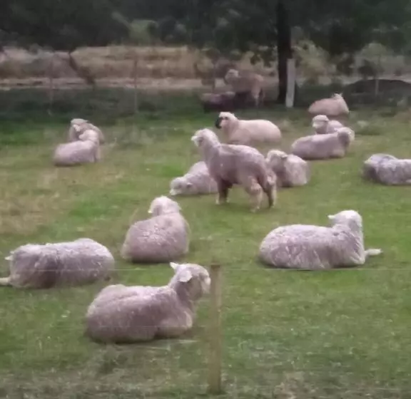 ペンション Pousada Do Pampa