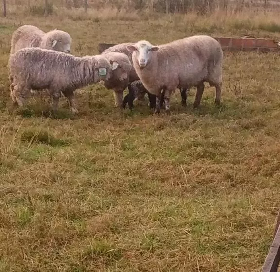 ペンション Pousada Do Pampa