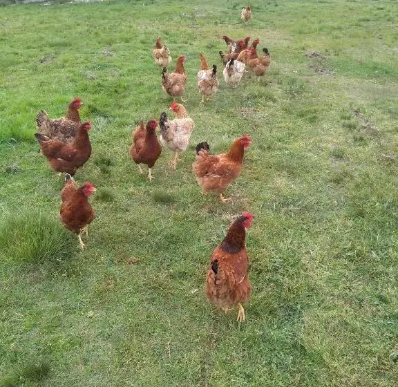 ペンション Pousada Do Pampa