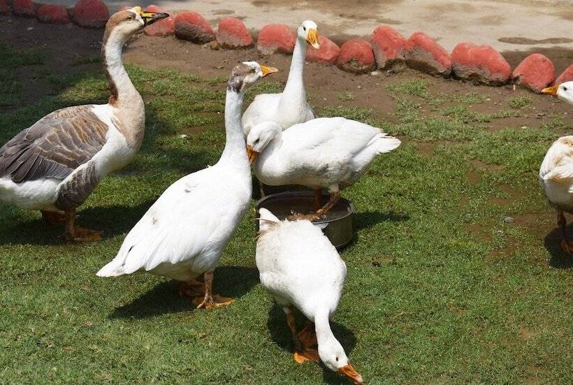 فندق Corbett Paradiso By Ilila