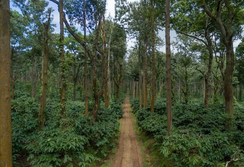酒店 Ama Plantation Trails , Coorg