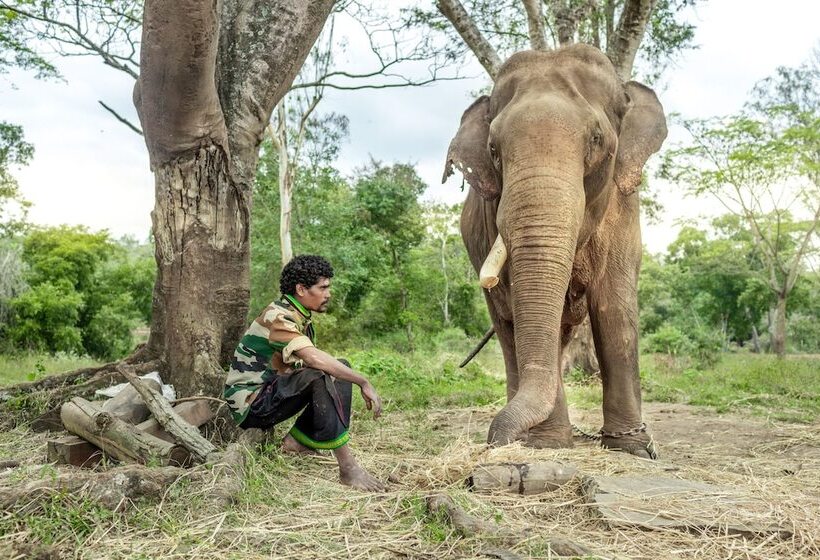 酒店 Ama Plantation Trails , Coorg