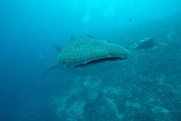 Hotel Boutique Beach All Inclusive Diving