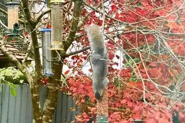 Aamiaismajoitus (B&B) Laurels