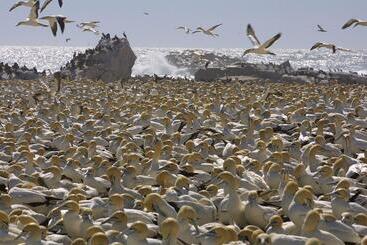 Отель Simbavati Cederberg Ridge