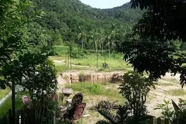 Majatalo The Tree Madauwan