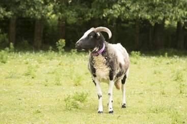 پانسیون Iffin Farmhouse