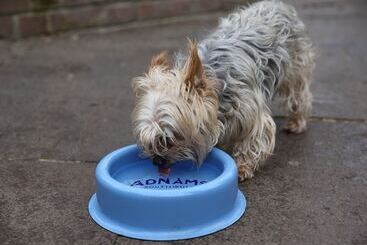 Hostal Recruiting Sergeant