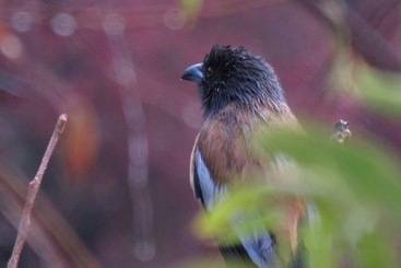 호텔 Auranya The Mystical Himalayan Retreat